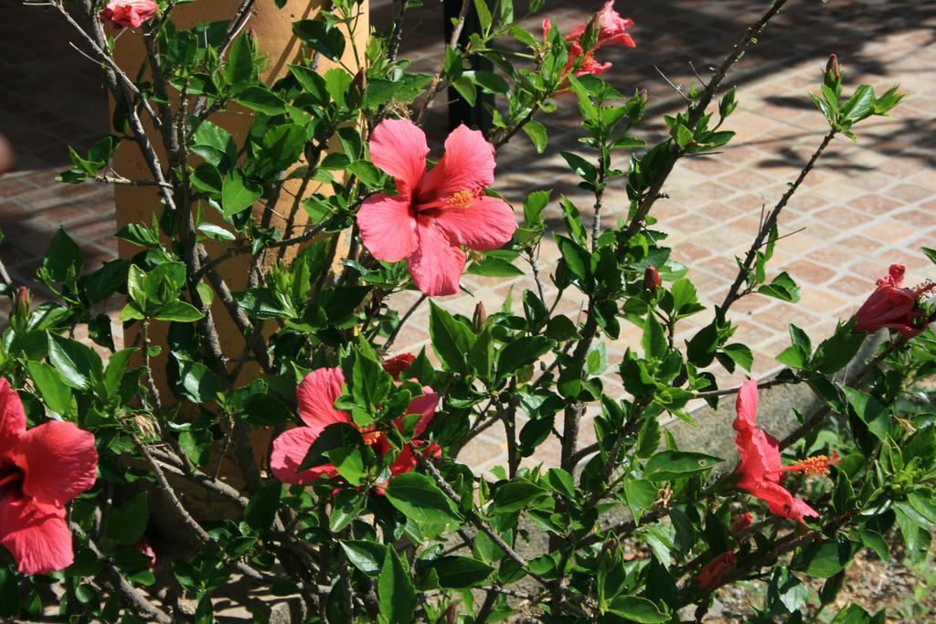 Sumindulau Bed & Breakfast Torre delle Stelle Ngoại thất bức ảnh